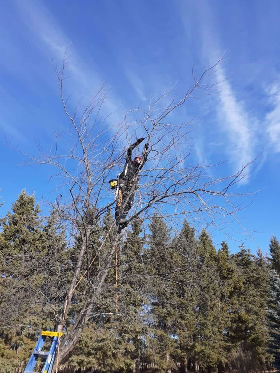 Tree Pruning - Alpha & Omega Tree Services